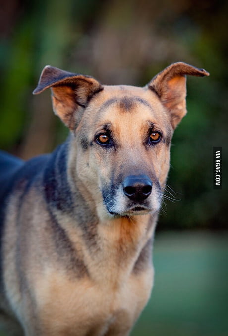 Rhodesian ridgeback x german shepherd cheap