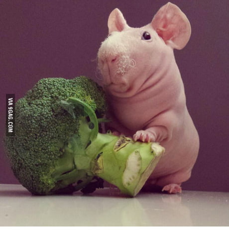 guinea pig broccoli