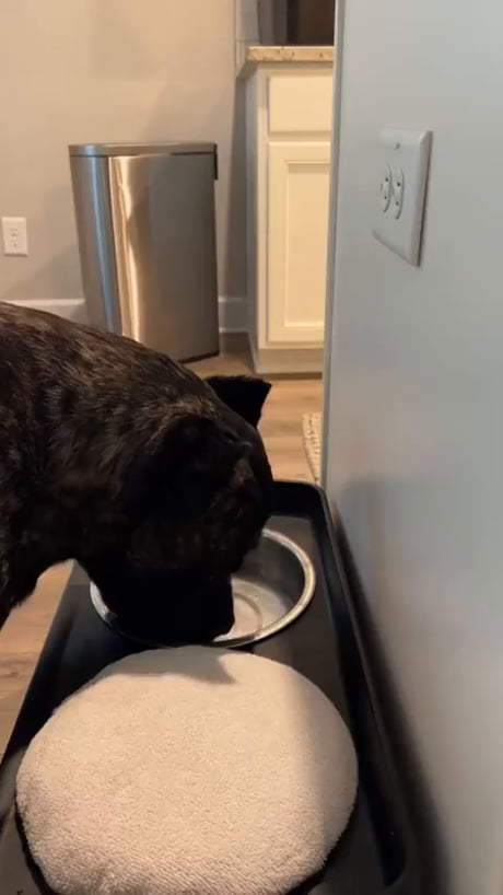 Dog trained to wipe mouth after drinking water