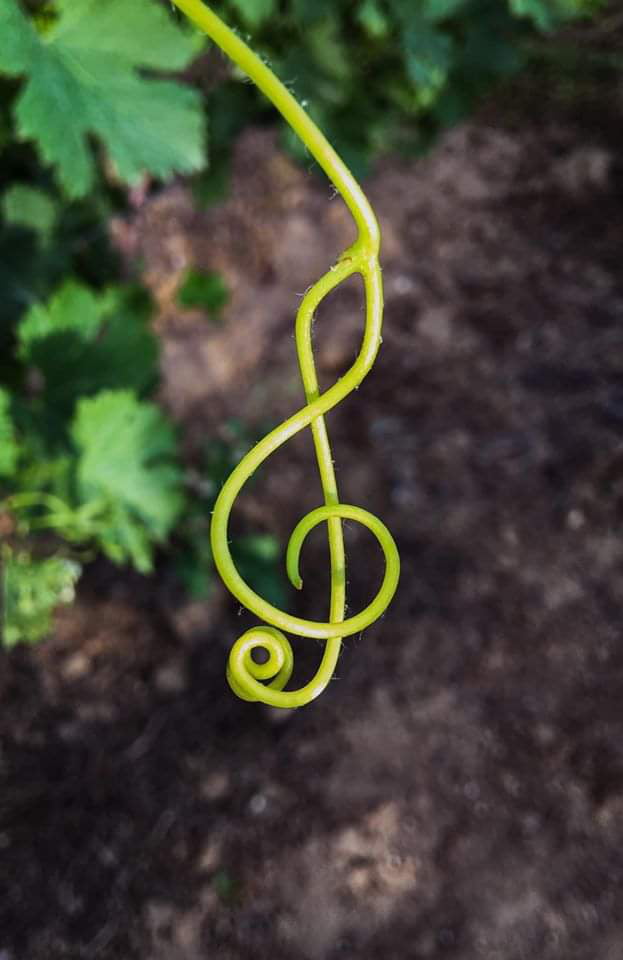 The earth has music for those who listen