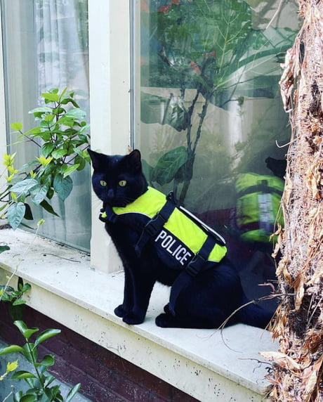 Police cat : r/Amsterdam