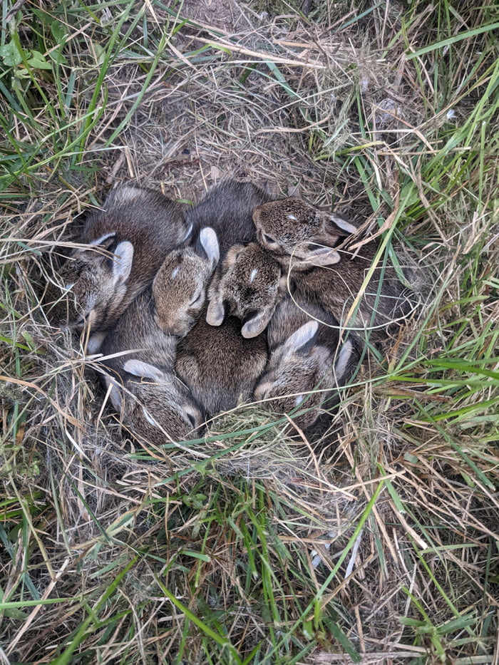 Baby bunnies found in the backyard