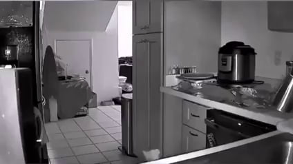 Aluminum Foil to Keep Them Off the Counter gif