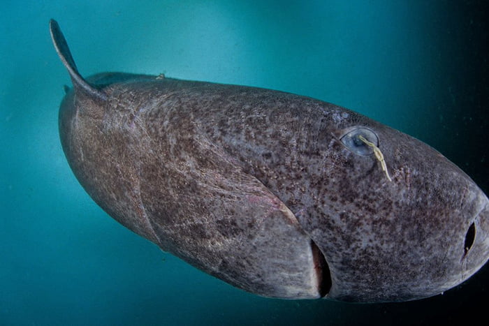 This ancient shark is actually older than the United States of America ...