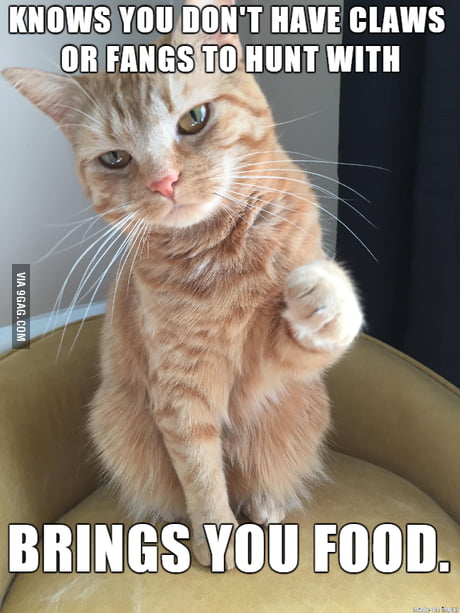 Whenever My Cat Brings Me A Dead Mouse Or Something I Imagine This Is What He S Thinking 9gag