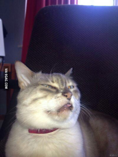 disgusted cat