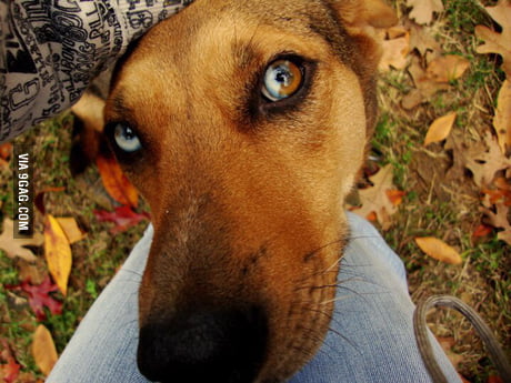 My Grandparents Dog Has One Blue Eye An One Half Brown Half Blue Eye 9gag