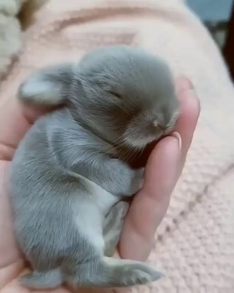 Newborn Baby Bunny 9gag