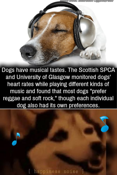 play music for dogs
