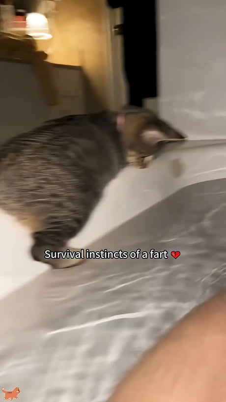 Clumsy cats 1..2..3 Go