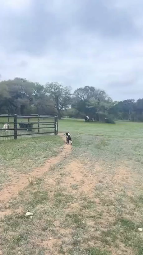 Have a farm to lead a peaceful life they said