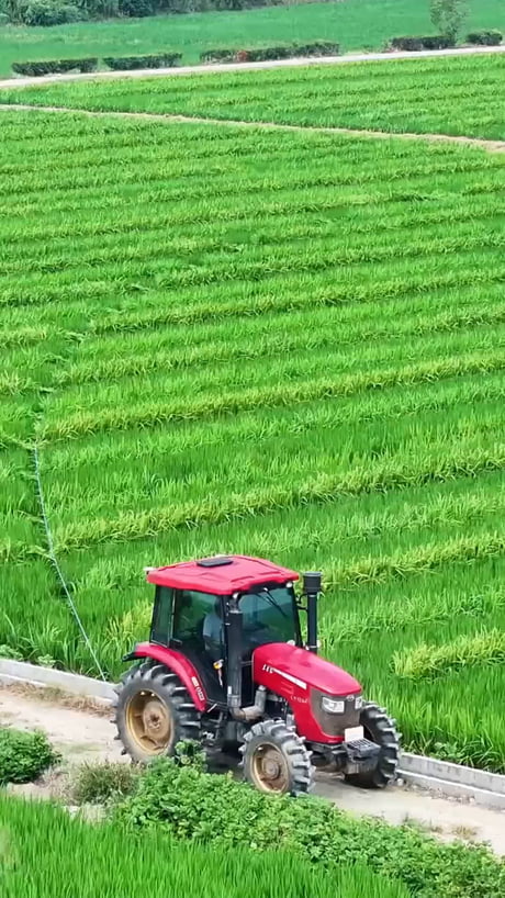 Farmers pollinating paddy fields with rope pulling method