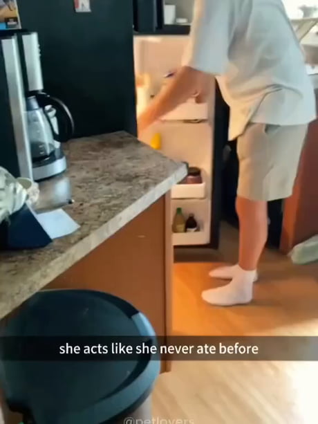 Foodie cattos