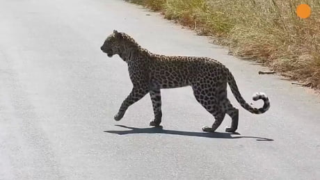 This leopard is just doing its best to get a good look at its next meal. Nature is amazing and always full of surprises.