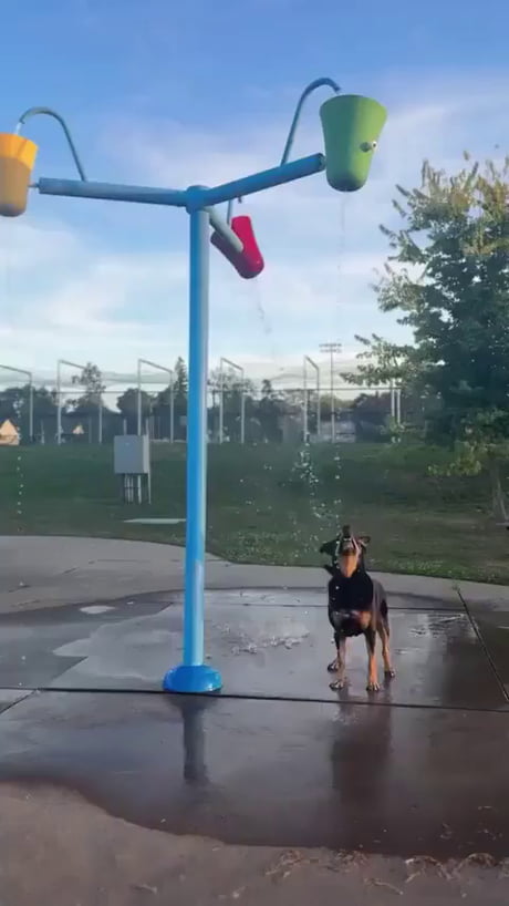 Just a dog having the best day of its life.
