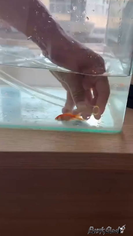 What do you call a fish with no aye?