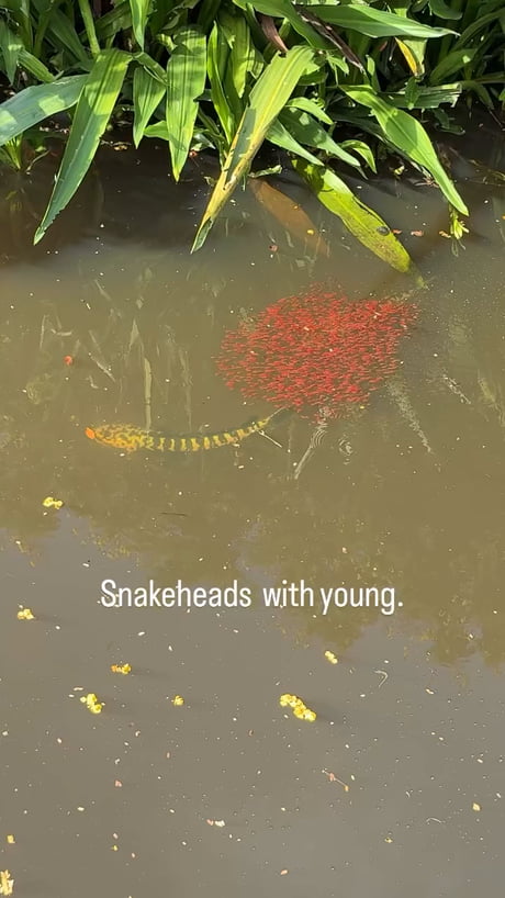 Snakehead fish, with its young
