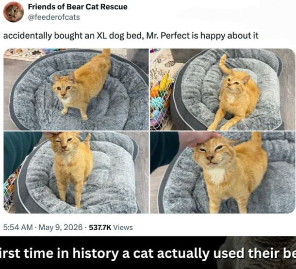 Lucky cat, happy cat
