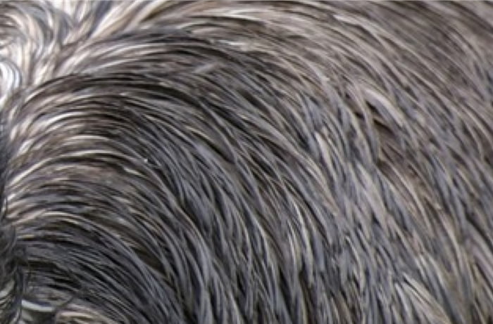 What animal is this? (2/3)