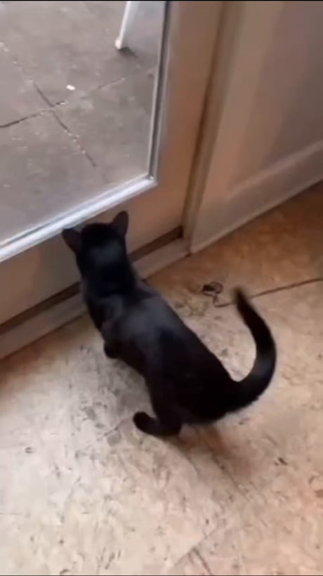 Release the house panther