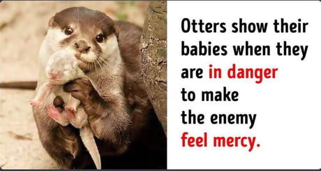 Otters use their babies to get mercy from their enemies