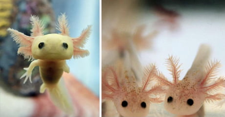 Baby Axolotl Looks Like Groot 9gag