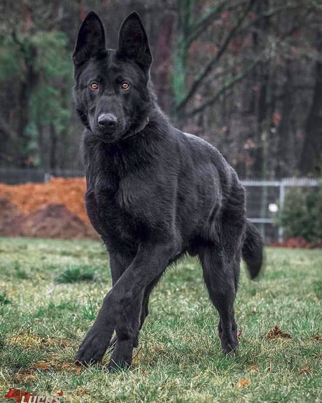 Beautiful black deals german shepherd