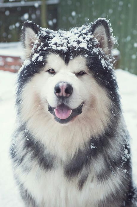 malamute teddy bear