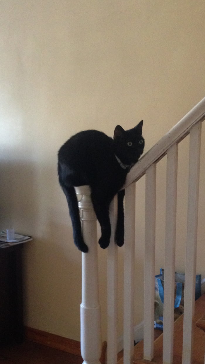 Milo the floppy cat
