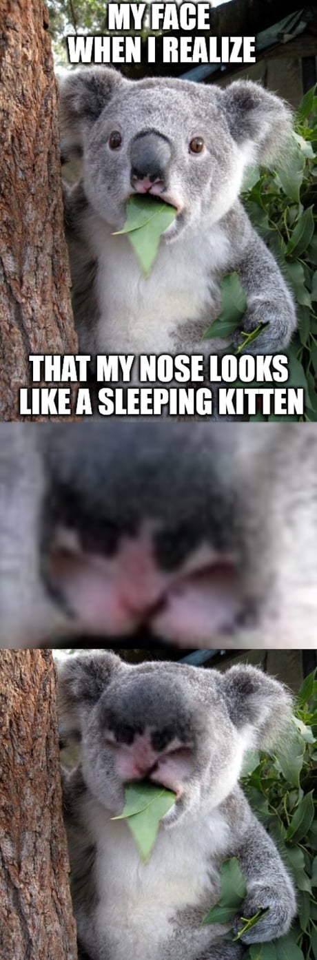 Funny Koala Memes