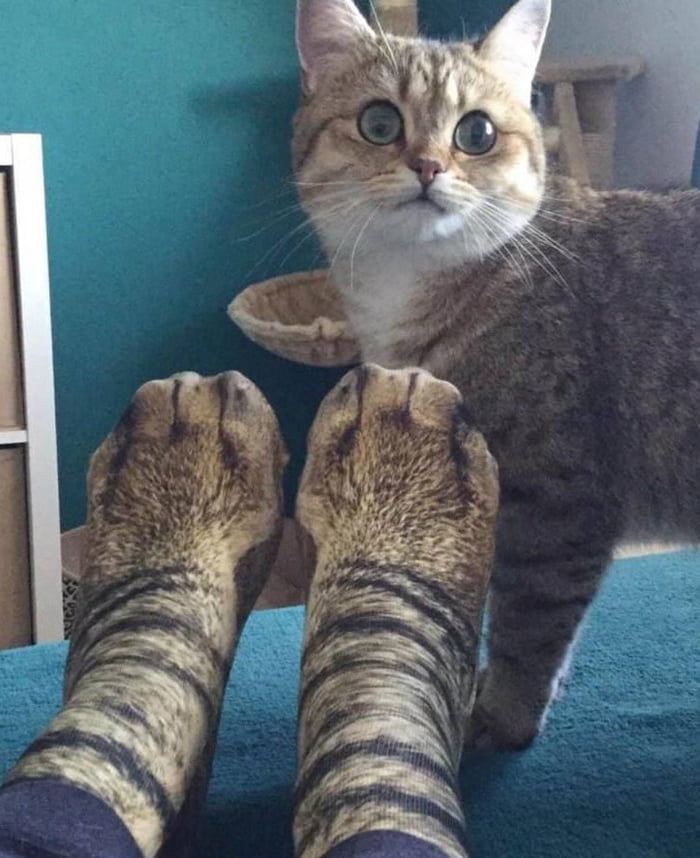 WTF Hooman