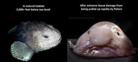 Blobfish look completely normal in water. The reason they look