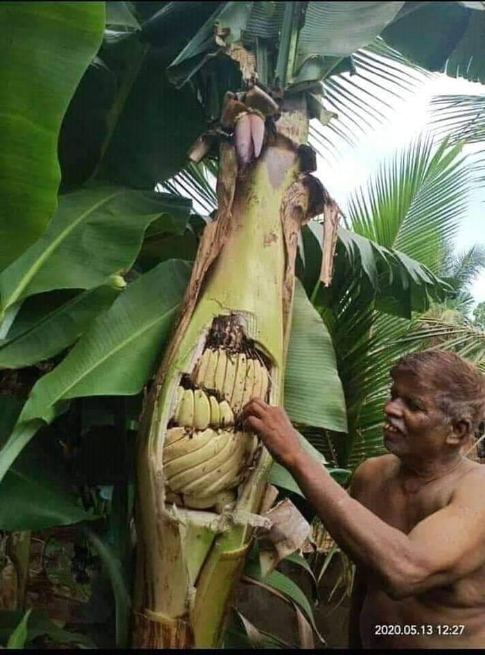 A rare pregnant banana tree.