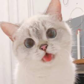 다양한 표정을 가진 고양이 | 인스티즈