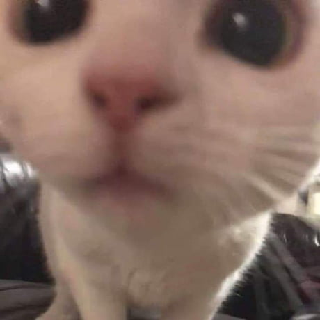 beluga cat face reveal 