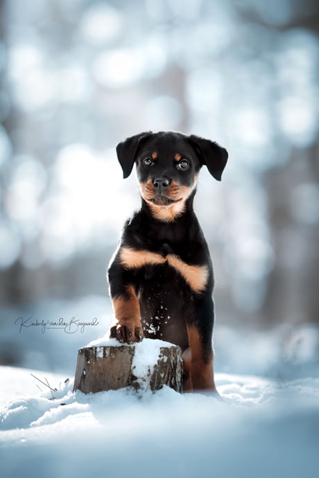 11 week best sale old rottweiler puppy