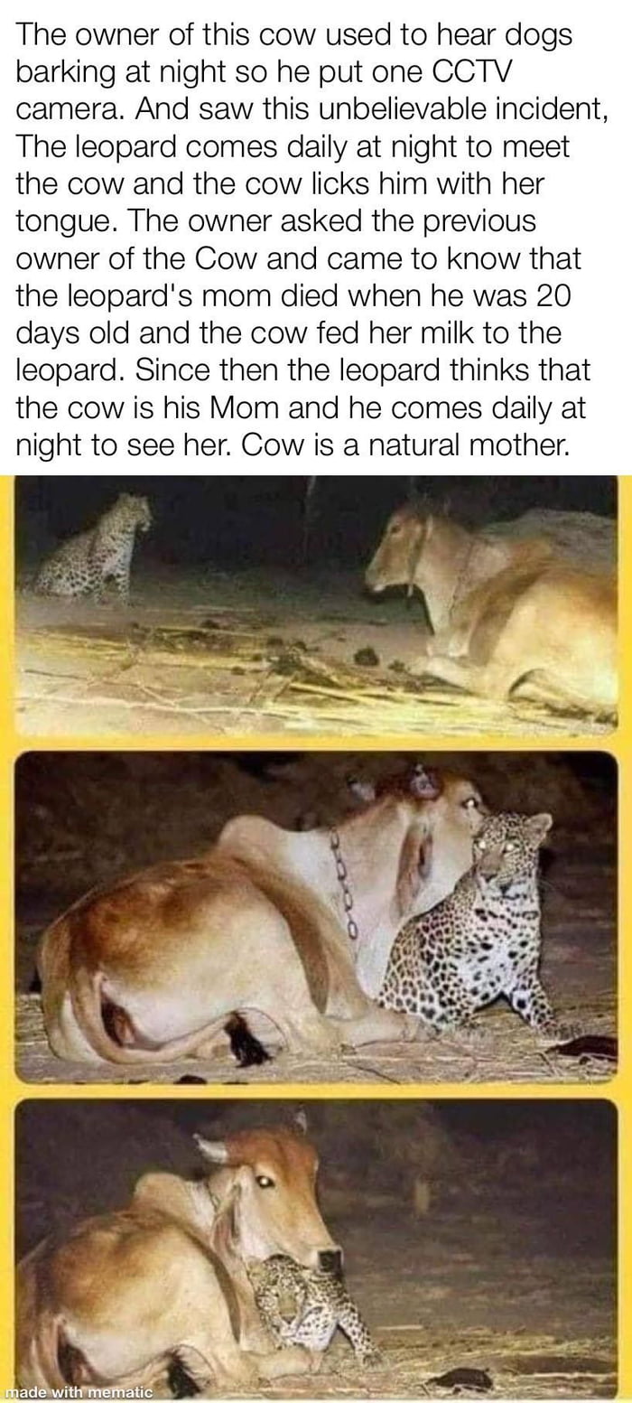 Cow go moo