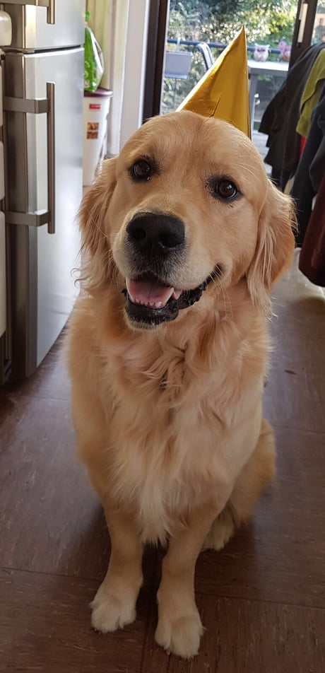 my dogs first birthday