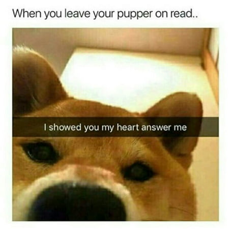 Show Your Pupper Some Love Today 9gag