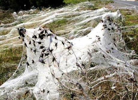 Spider Webs Conquer Australia 