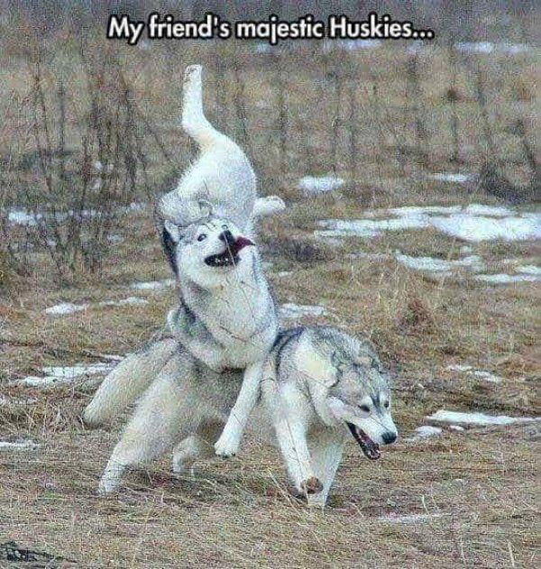 Majestic