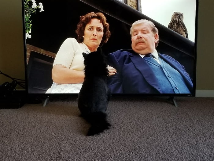 The dudley's found my cat.