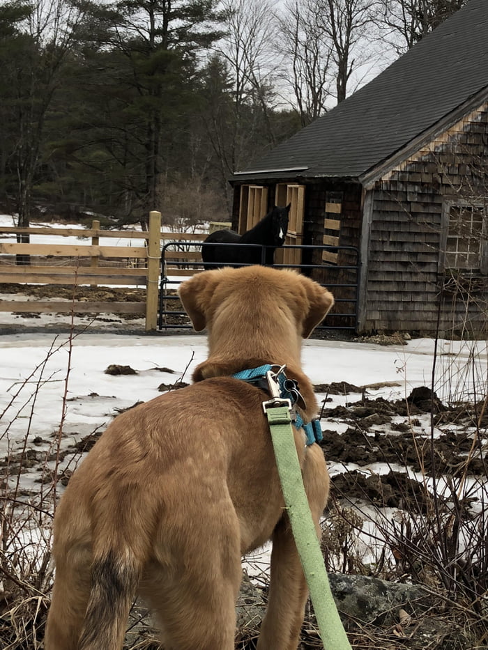 Pupper spots a rare giant doggo
