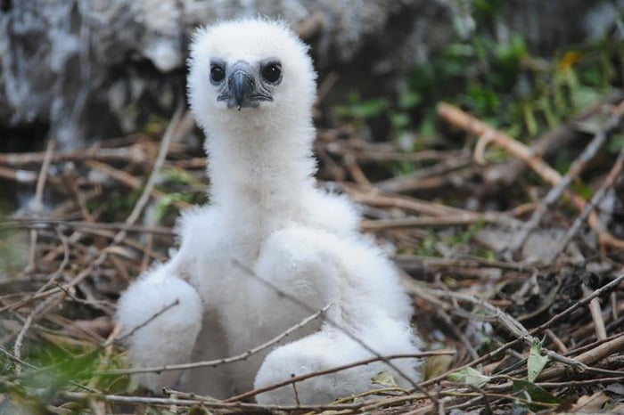 The Harpy Eagle has rear talons that can be 3-4 inches long, the same size as the claws of a fully grown Grizzly bear!