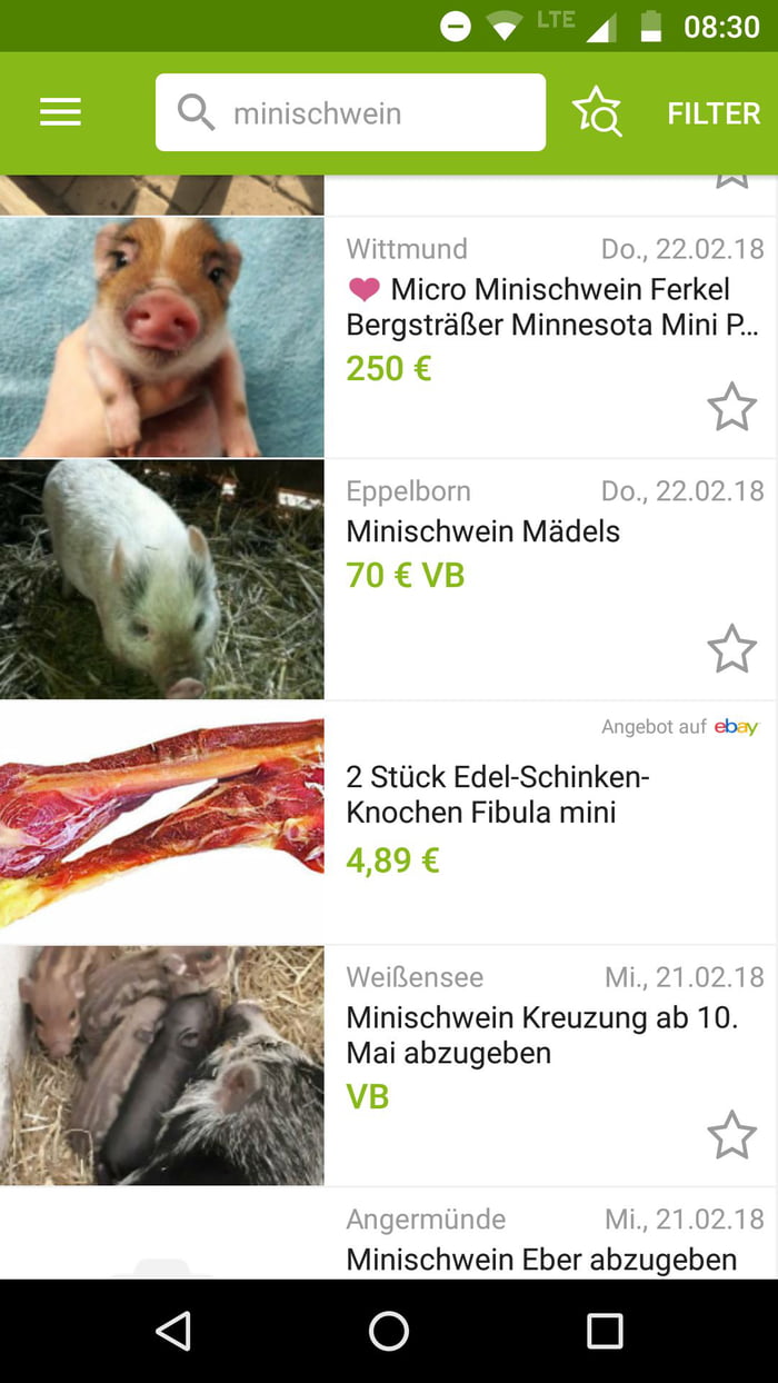 I searched for teacup pig and got bacon.