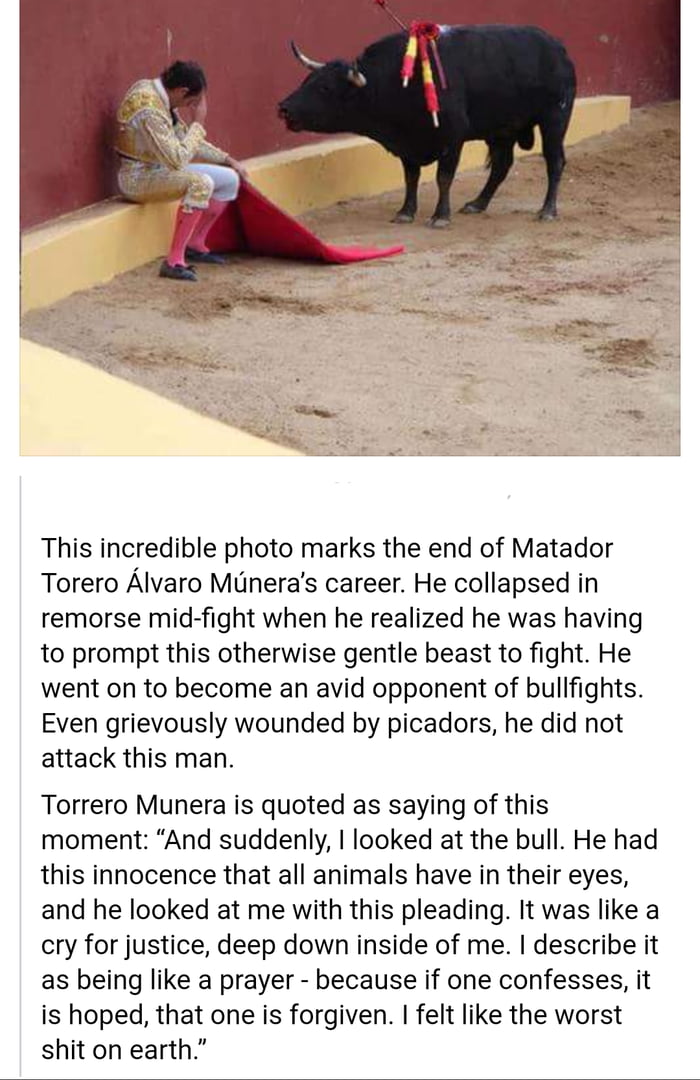 This fighting bull