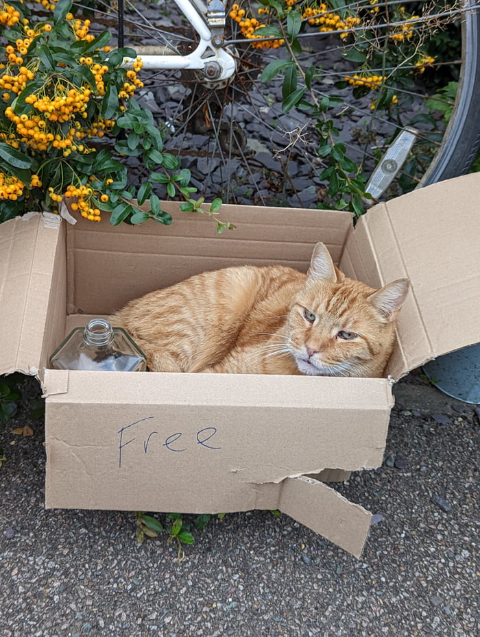 Cat for free 9GAG
