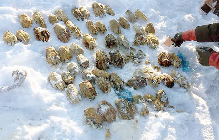 These 54 hands found in a bag