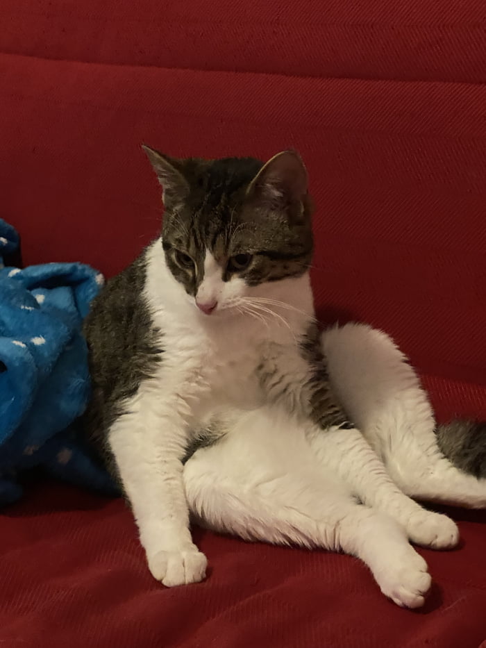 My cat sits up like a human 9GAG