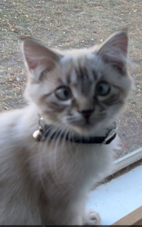 Is It Normal For A Cat To Be Cross Eyed 9GAG